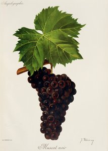 Muscat Noir szőlő, J. Troncy alkotó: Jules Troncy
