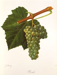 Noé szőlő, J. Troncy alkotó: Jules Troncy