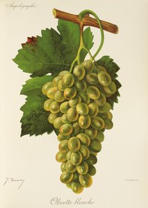 Olivette Blanche szőlő, J. Troncy alkotó: Jules Troncy