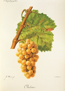 Ondenc szőlő, J. Troncy alkotó: Jules Troncy