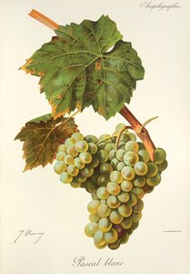 Pascal Blanc szőlő, J. Troncy alkotó: Jules Troncy