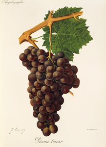 Pecoui-touar szőlő, J. Troncy alkotó: Jules Troncy