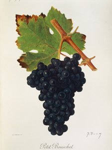 Petit Bouschet szőlő, J. Troncy alkotó: Jules Troncy