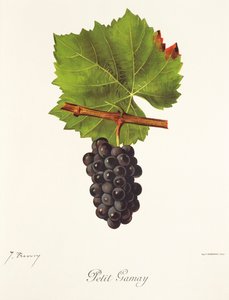 Petit Gamay szőlő, J. Troncy