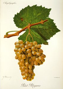 Petit Pelegarie szőlő, J. Troncy alkotó: Jules Troncy