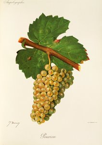 Peurion szőlő, J. Troncy alkotó: Jules Troncy