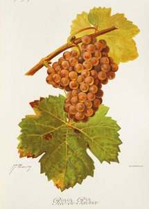 Pied-de-Perdrix szőlő, J. Troncy alkotó: Jules Troncy