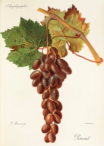 Piment szőlő, J. Troncy alkotó: Jules Troncy