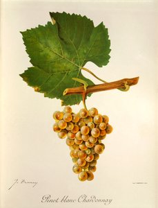 Pinot Blanc Chardonnay szőlő, J. Troncy