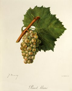 Pinot Blanc szőlő, J. Troncy