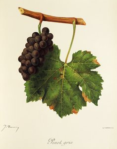 Pinot Gris szőlő, J. Troncy