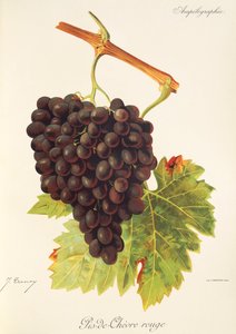 Pis-de-Chevre Rouge szőlő, J. Troncy alkotó: Jules Troncy