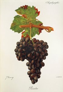Pointu szőlő, J. Troncy alkotó: Jules Troncy