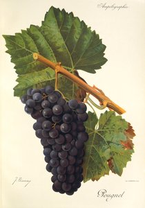 Pougnel szőlő, J. Troncy alkotó: Jules Troncy
