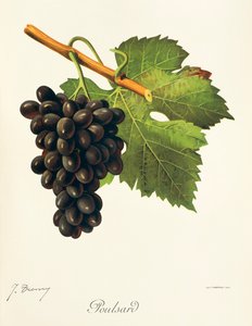 Poulsard szőlő, J. Troncy alkotó: Jules Troncy