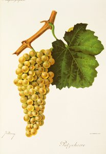 Putzscheere szőlő, J. Troncy alkotó: Jules Troncy