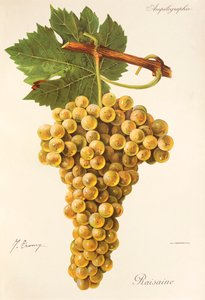 Mazsola szőlő, J. Troncy alkotó: Jules Troncy