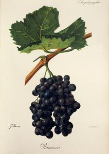 Ramisco szőlő, J. Troncy alkotó: Jules Troncy