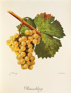 Rauschling szőlő, J. Troncy alkotó: Jules Troncy
