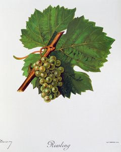 Rizling szőlő, Jules Troncy, Ampelographie, Traite general de viticulture (Ampelography, General Szerződés a szőlőtermesztésről), II. kötet, Pierre Viala (1859-1936) és Victor Vermorel (1848-1927), Párizs