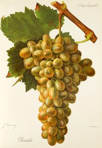 Rosaki grape by J. Troncy   1414017   hu       hungarian Successfully Translated  Original: Port of St. Louis, Les Voyages du Sieur de Champlain... by Samuel de Champlain Translat: Port of St. Louis, 
