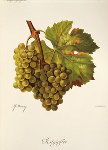 Rotgipfter szőlő, J. Troncy alkotó: Jules Troncy
