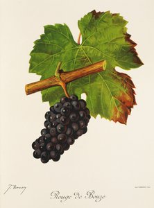 Rouge de Bouze szőlő, J. Troncy alkotó: Jules Troncy