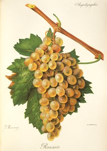 Roussee szőlő, J. Troncy alkotó: Jules Troncy