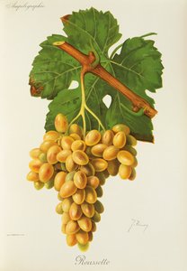 Dogfish szőlő, J. Troncy alkotó: Jules Troncy