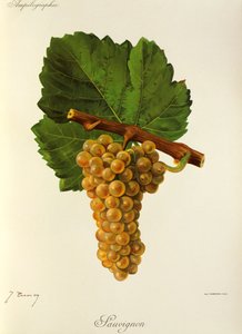 Sauvignon szőlő, J. Troncy alkotó: Jules Troncy