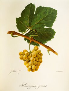 Savagnin Jaune szőlő, J. Troncy alkotó: Jules Troncy
