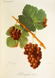 Savagnin Rose szőlő, J. Troncy alkotó: Jules Troncy