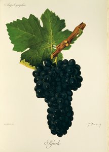 Syrah szőlő, J. Troncy