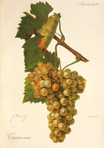 Tantovina szőlő, J. Troncy alkotó: Jules Troncy