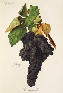 Tempranillo szőlő, J. Troncy