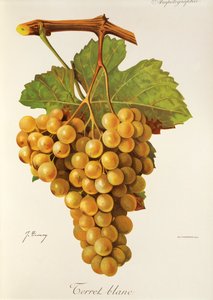 Terret Blanc szőlő, J. Troncy alkotó: Jules Troncy