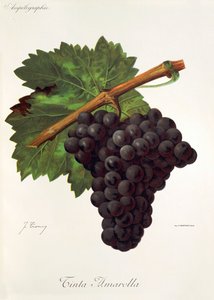 Vörös sárga szőlő, J. Troncy alkotó: Jules Troncy