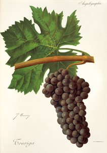 Touriga szőlő, J. Troncy alkotó: Jules Troncy
