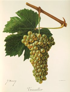 Tressallier szőlő, J. Troncy alkotó: Jules Troncy