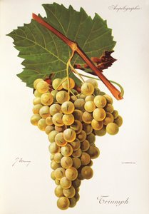 Triumph szőlő, J. Troncy alkotó: Jules Troncy