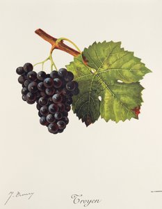 Troyen szőlő, J. Troncy alkotó: Jules Troncy