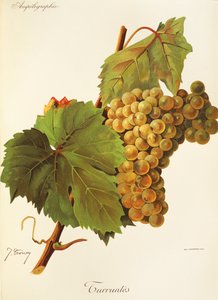 Turruntes szőlő, J. Troncy alkotó: Jules Troncy