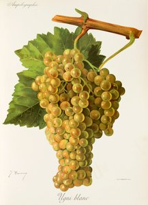 Ugni Blanc szőlő, J. Troncy alkotó: Jules Troncy