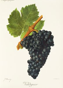 Valdiguier szőlő, J. Troncy alkotó: Jules Troncy
