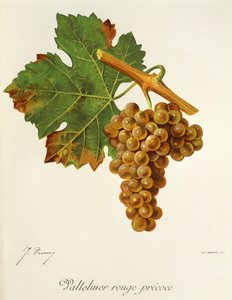 Valteliner Rouge Precoce szőlő, J. Troncy alkotó: Jules Troncy