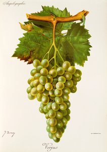 Verjus szőlő, J. Troncy alkotó: Jules Troncy