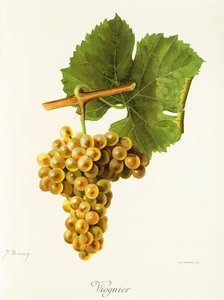 Viognier szőlő, J. Troncy