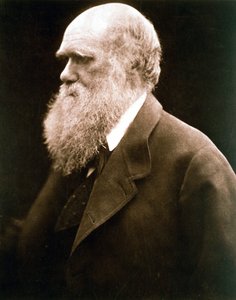 Charles Darwin brit természettudós, 1870-es évek alkotó: Julia Margaret Cameron