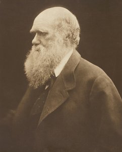 Charles Darwin, c. 1868, nyomtatva 1875. alkotó: Julia Margaret Cameron