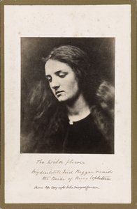 A Vadvirág alkotó: Julia Margaret Cameron